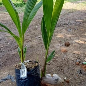 jual bibit tanaman Bibit Kelapa Genjah Ready Stok Kopyor Kultur Jaringan Unggulan Berkualitas Laris Banget Halmahera Utara