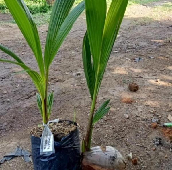 jual bibit tanaman Bibit Kelapa Genjah Ready Stok Kopyor Kultur Jaringan Unggulan Berkualitas Laris Banget Halmahera Utara
