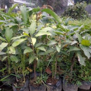 jual bibit tanaman Bibit Mangga Irwin Paket Hemat Impor - Chokanan Mahathir Kiojay Jayapura