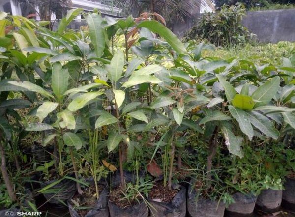 jual bibit tanaman Bibit Mangga Irwin Paket Hemat Impor - Chokanan Mahathir Kiojay Jayapura