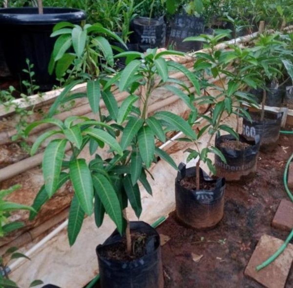 jual bibit tanaman Bibit Mangga Kiojay New Pohon Chokanan Hasil Okulasi Ukuran Besar Paniai