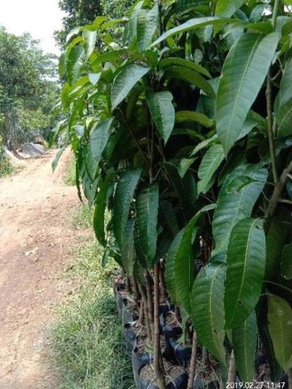 jual bibit tanaman Bibit Mangga Red Ivory Garansi Terhemat Murah Deli Serdang