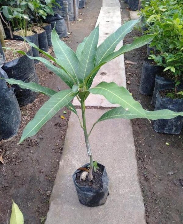 jual bibit tanaman Bibit Mangga Red Ivory Harga Spesial Katingan