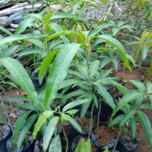 jual bibit tanaman Bibit Mangga Red Ivory Original Amati Daunya Lubuk Linggau