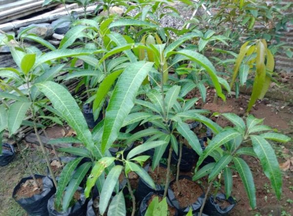 jual bibit tanaman Bibit Mangga Red Ivory Original Amati Daunya Lubuk Linggau