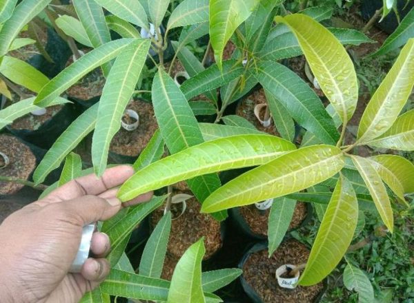 jual bibit tanaman Bibit Mangga Red Ivory Original Bergaransi Jika Tidak Valid Banggai Kepulauan