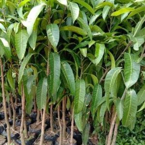 jual bibit tanaman Bibit Mangga Red Ivory Paling Dicari Murah Rhb Belitung