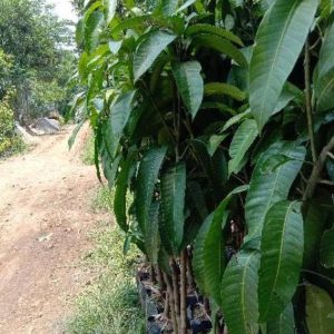 jual bibit tanaman Bibit Mangga Red Ivory Pasti Murah Ihh Hulu Sungai Tengah