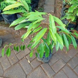 jual bibit tanaman Bibit Musang King Best Tanaman Pohon Buah Duren Durian Montong Medan Palu Bawor Hasil Cangkok Paser