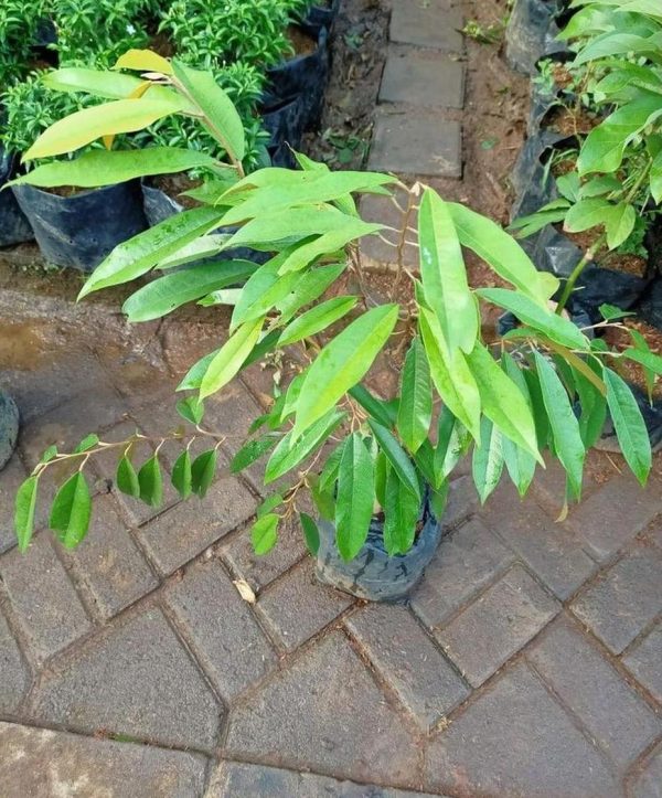 jual bibit tanaman Bibit Musang King Best Tanaman Pohon Buah Duren Durian Montong Medan Palu Bawor Hasil Cangkok Paser