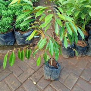jual bibit tanaman Bibit Musang King New - Tanaman Pohon Buah Duren Durian Montong Medan Palu Bawor Hasil Cangkok Kepulauan Selayar