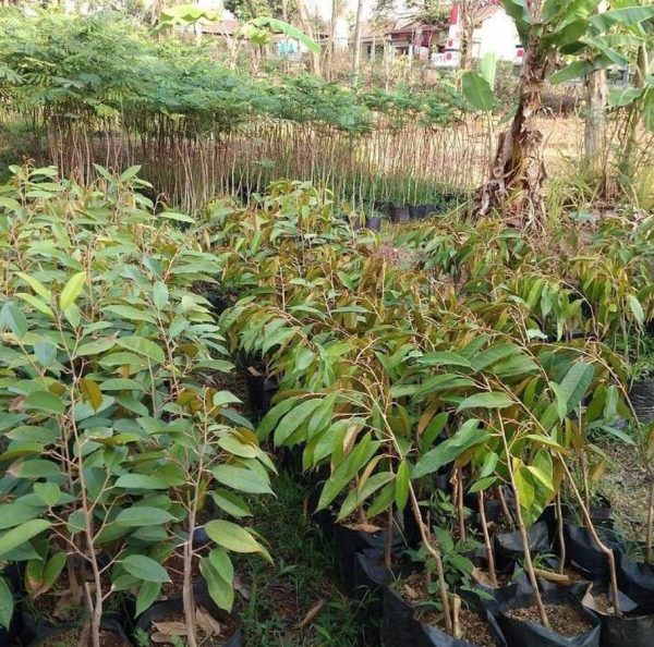 jual bibit tanaman Bibit Musang King Sale Buah Durian Musangking Unggul Batam