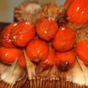 jual bibit tanaman Bibit Nangka Merah Tanaman Buah Red Jackfruit Mappi