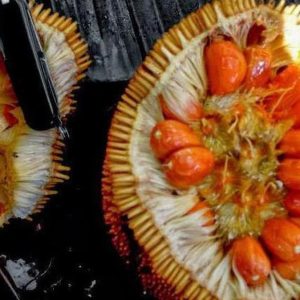 jual bibit tanaman Bibit Nangka Merah Tanaman Buah Red Jackfruit Premium Kepulauan Mentawai