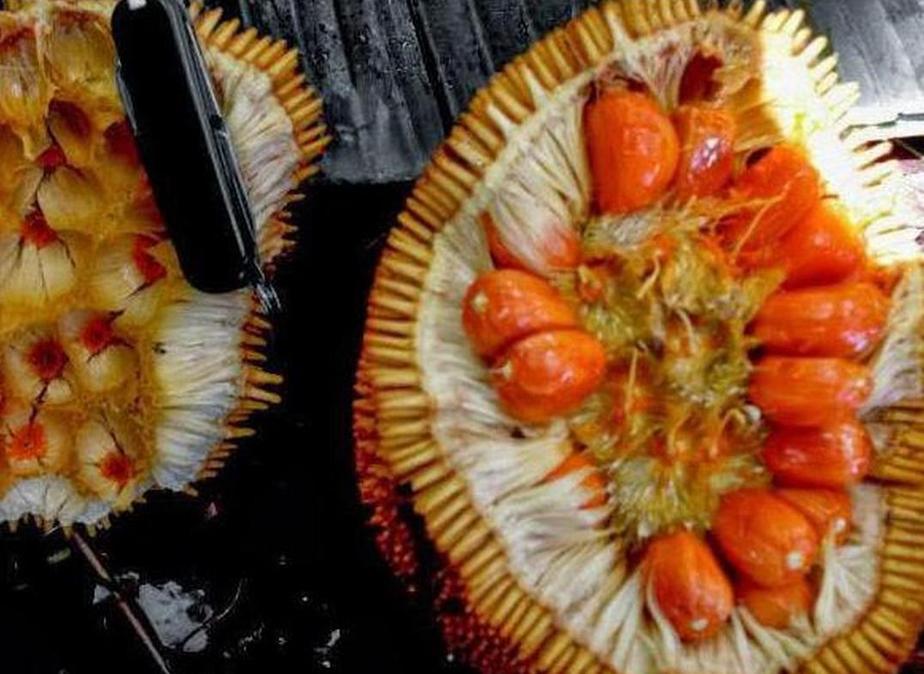 Gambar Produk jual bibit tanaman Bibit Nangka Merah Tanaman Buah Red Jackfruit Premium Kepulauan Mentawai