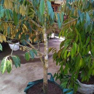 jual bibit tanaman Bibit Pohon Durian Buah Montong Super Jumbo Sambung Pendek Manado