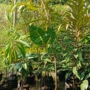 jual bibit tanaman Bibit Pohon Durian Buah Musangking Kualitas Super Jombang