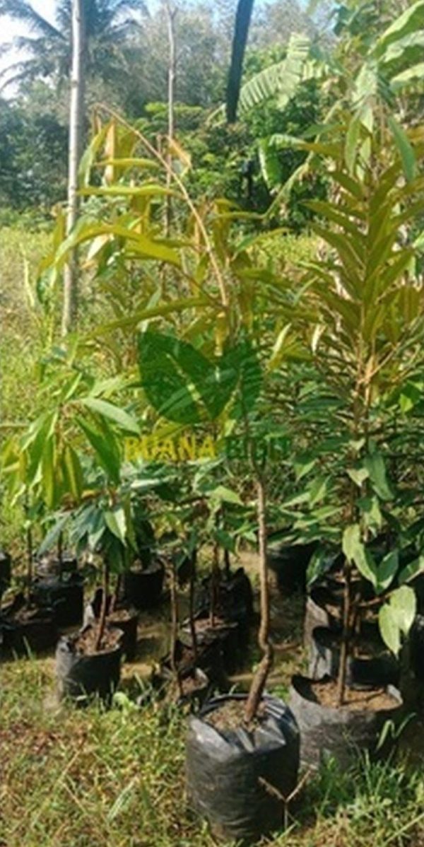 jual bibit tanaman Bibit Pohon Durian Buah Musangking Kualitas Super Jombang