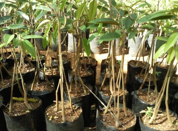 jual bibit tanaman Bibit Pohon Durian Buah Musangking Super Unggul Jakarta Utara