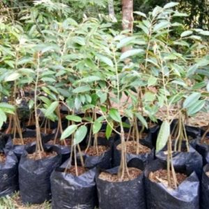 jual bibit tanaman Bibit Pohon Durian Buah Sedling Bawor Padangsidimpuan