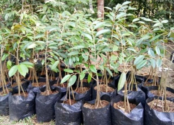 jual bibit tanaman Bibit Pohon Durian Buah Sedling Bawor Padangsidimpuan