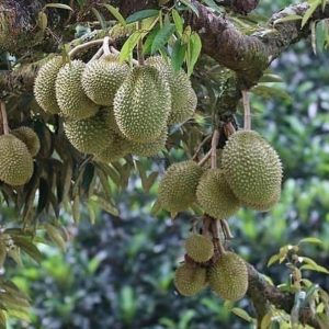 jual bibit tanaman Bibit Pohon Durian T Super MonthongDurian Montong Berkualitas Unggul Sedang Hangat Sumba Timur