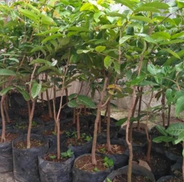 jual bibit tanaman Bibit Pohon Kelengkeng Aroma Durian Buah Klengkeng Okulasi Termurah Bombana