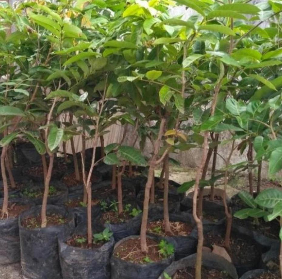 Gambar Produk jual bibit tanaman Bibit Pohon Kelengkeng Aroma Durian Buah Klengkeng Okulasi Termurah Bombana