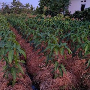 jual bibit tanaman Bibit Pohon Mangga Irwin Ungu Yalimo