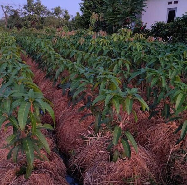 jual bibit tanaman Bibit Pohon Mangga Irwin Ungu Yalimo