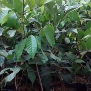jual bibit tanaman Bibit Rambutan Rapiah Tanaman Buah Gundul Toba Samosir