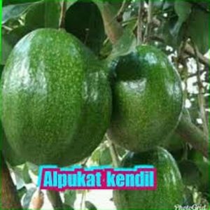 jual bibit tanaman buah alpukat kendil Ogan Komering Ulu Selatan