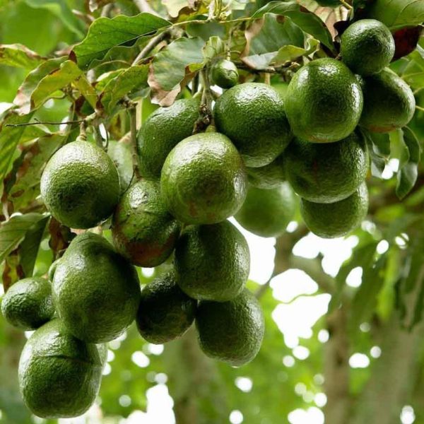 jual bibit tanaman buah alpukat miki Nagan Raya