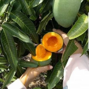 jual bibit tanaman mangga alpukat Palembang