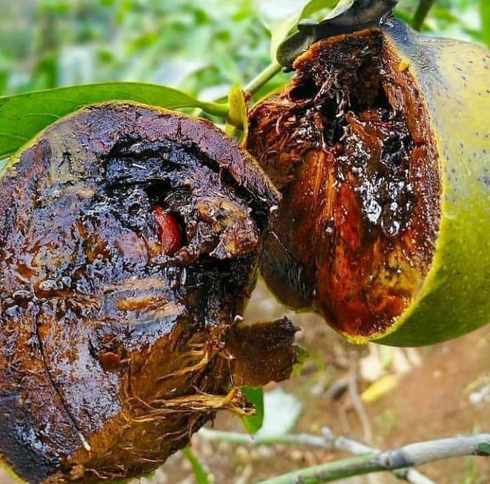 Gambar Produk jual pohon buah Bibit Buah Black Sapote Terjangkau Okulasi Ngada