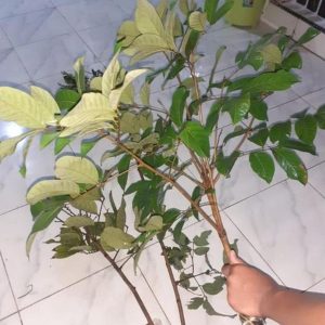 jual pohon buah Bibit Buah Cangkok Fresh Rambutan Rapiah Tomohon