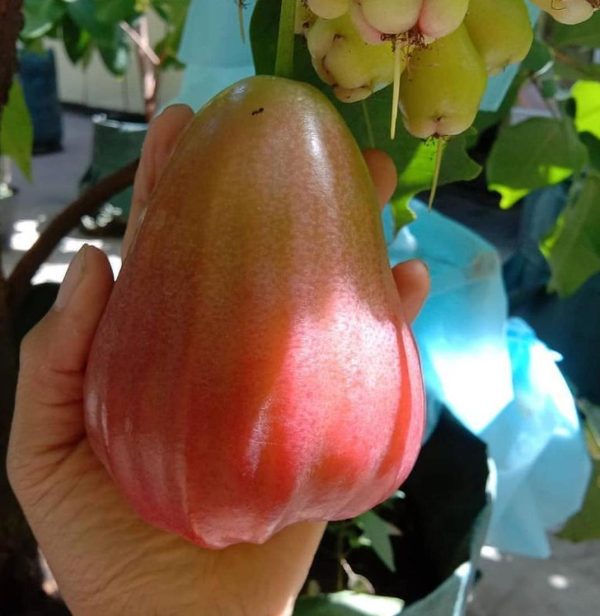 jual pohon buah Bibit Buah Dalam Jambu Air Kingrose Hasil Okulasi Tanaman Bisa Ditanam Paser