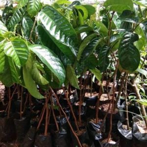 jual pohon buah Bibit Buah Duku Palembang Okulasi Maluku Tengah