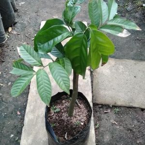 jual pohon buah Bibit Buah Duku Tanaman Dukong - Malaysia Tapanuli Utara
