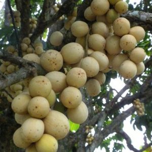 jual pohon buah Bibit Buah Duku Tanaman Palembang Asli Gunung Mas