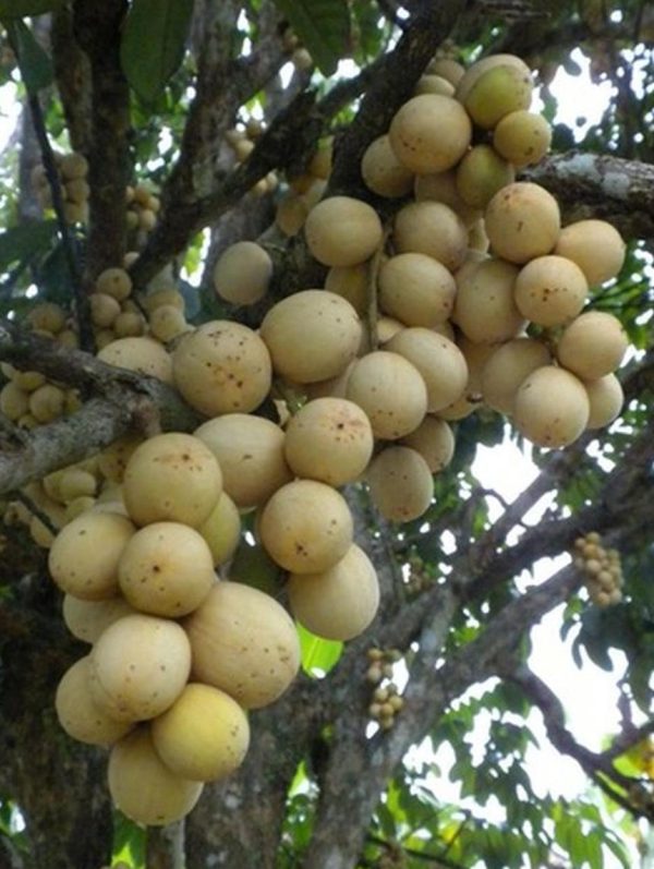jual pohon buah Bibit Buah Duku Tanaman Palembang Asli Gunung Mas