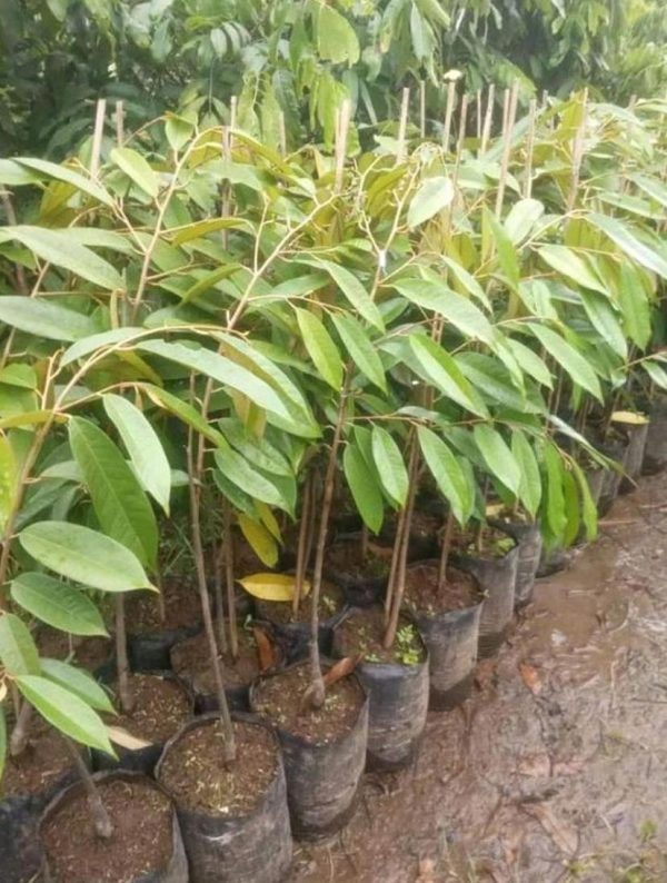 jual pohon buah Bibit Buah Durian Gundul Asli Minahasa Selatan