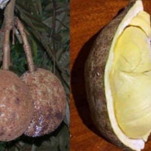 jual pohon buah Bibit Buah Durian Gundul Model Terkini Serba Murah Asli Ready Stock Buleleng