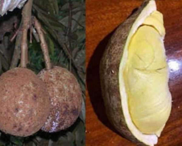jual pohon buah Bibit Buah Durian Gundul Model Terkini Serba Murah Asli Ready Stock Buleleng