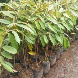 jual pohon buah Bibit Buah Durian Gundul Model Terkini Serba Murah Asli Ready Stock Dogiyai