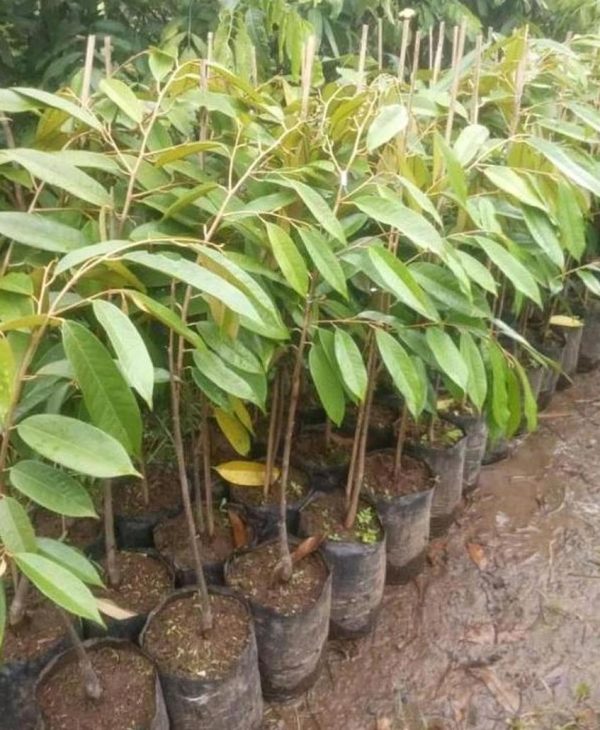 jual pohon buah Bibit Buah Durian Gundul Model Terkini Serba Murah Asli Ready Stock Dogiyai