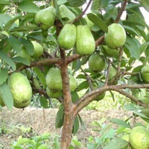 jual pohon buah Bibit Buah Jambu Biji Chegua Cangkok Wakatobi