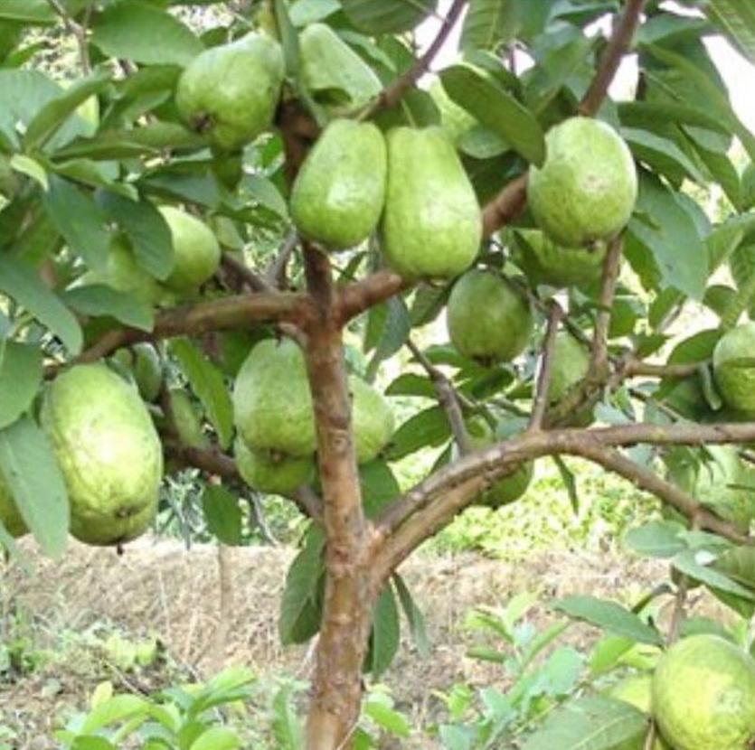 Gambar Produk jual pohon buah Bibit Buah Jambu Biji Chegua Cangkok Wakatobi