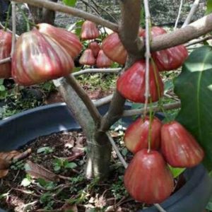 jual pohon buah Bibit Buah Jambu Dalhari Tapanuli Utara