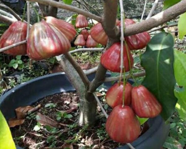 jual pohon buah Bibit Buah Jambu Dalhari Tapanuli Utara